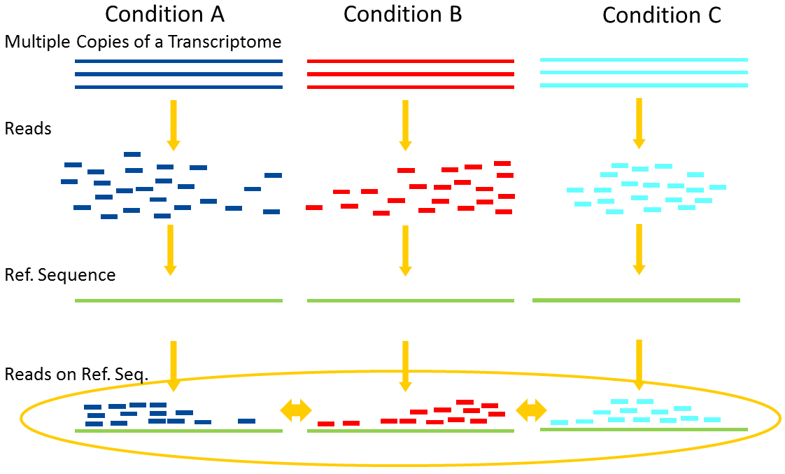 Three conditions are created and multiple transcriptomics sequenced into reads and mapped and compared.