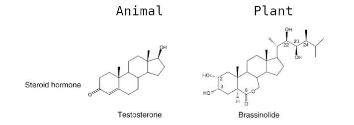 fig1:Esteroid hormones. 