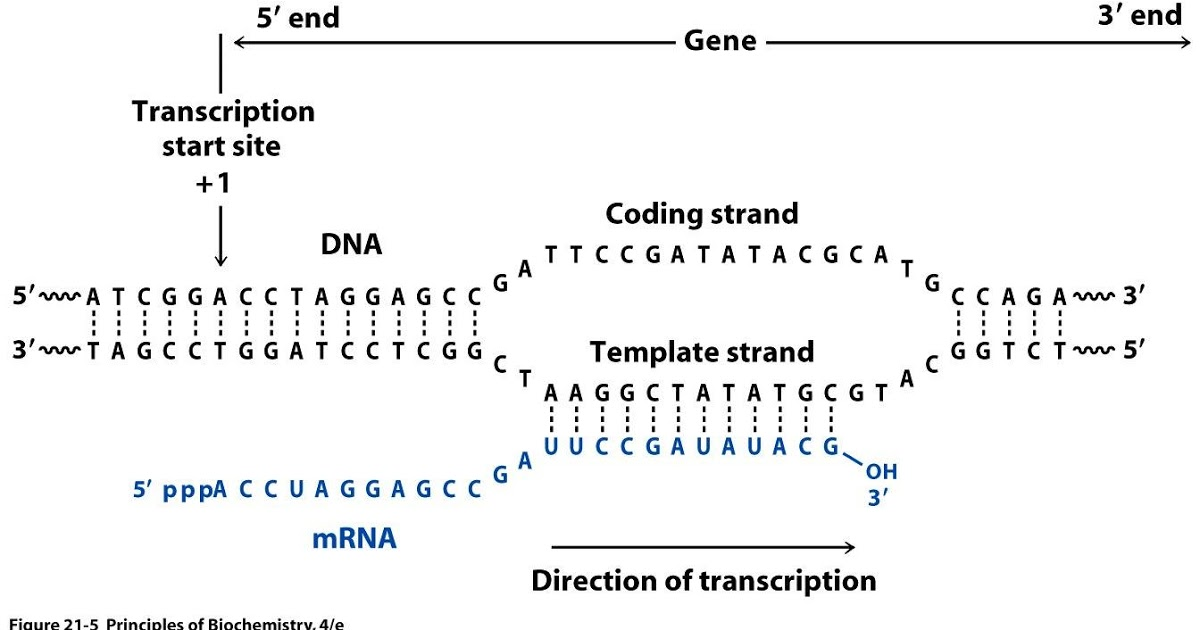 Relationship between DNA and RNA orientation. 