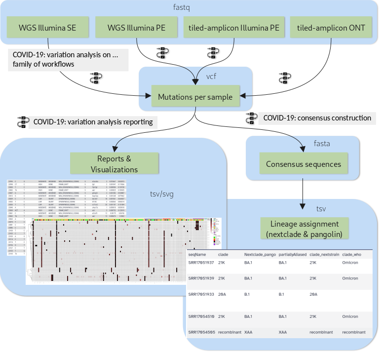 Analysis flow in the 'Mutation calling, viral genome reconstruction and lineage/clade assignment from SARS-CoV-2 sequencing data' tutorial. It teaches how to obtain, run and combine workflows appropriately for 4 different types of input data. Image adapted from covid19.galaxyproject.org